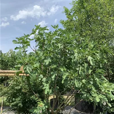 Solitär 200 - 250 25-444 521 - Feige 'Brown Turkey' - Ficus carica 'Brown Turkey' - Collection
