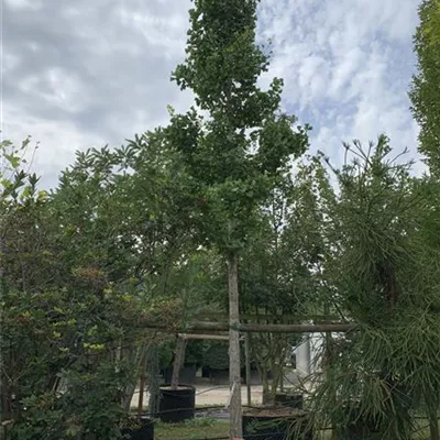 Hochstamm 25-30 HP24-16 2200 - Fächerblattbaum - Ginkgo biloba - Collection