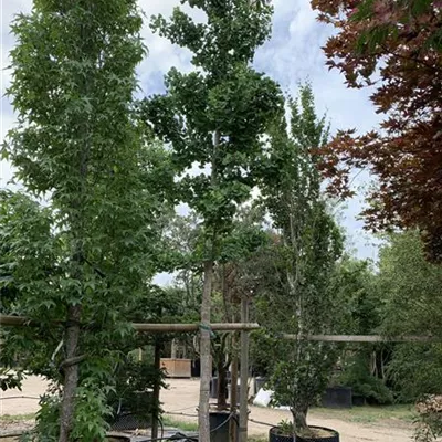 Hochstamm 25-30 HP24-18 2200 - Fächerblattbaum - Ginkgo biloba - Collection