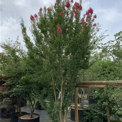 Schirmform WA313-430 2950 - Chinesische Kräuselmyrte 'Maité Red' - Lagerstroemia indica 'Maité Red' - Collection