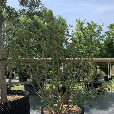 EXC 225-250 313.250 1326 - Sommermagnolie - Magnolia sieboldii - Collection