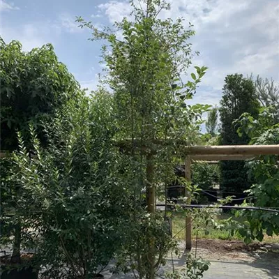 Solitär 200 - 250 25-655 265 - Zierapfel 'Evereste' -R- - Malus 'Evereste' -R- - Collection
