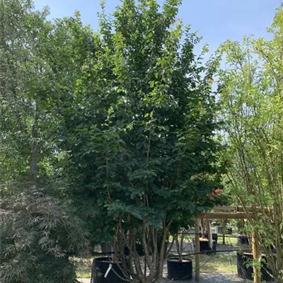 Schirmform 25-289 2861 - Eisenbaum 'Vanessa' - Parrotia persica 'Vanessa' - Collection