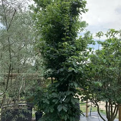 Solitär 275 - 300 25-639 1028 - Eisenbaum 'Vanessa' - Parrotia persica 'Vanessa' - Collection
