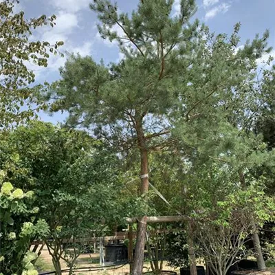 Charakterbaum 45-50 24-1301 5950 - Kiefer - Pinus sylvestris - Collection