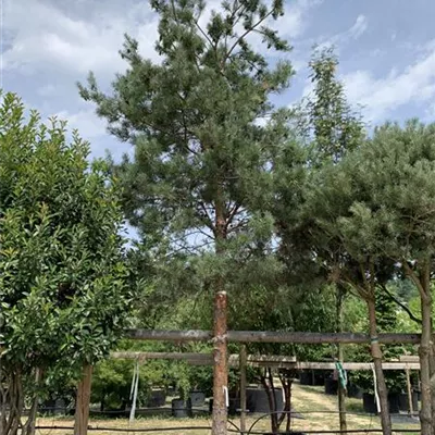 Hochstamm 25-100 - Wald-Kiefer 'Glauca' - Pinus sylvestris 'Glauca' - Collection
