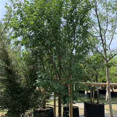 Halbstamm 25 - 30 25-602 1312 - Hauszwetschge 'Rinklin' - Prunus domestica subsp. domestica 'Rinklin' - Collection