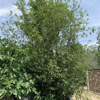 Solitär 500-550 309.57 WA 980 - Traubenkirsche - Prunus padus - Collection
