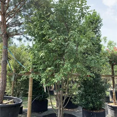 Solitär 250-275 BA23-050 308 - Traubenkirsche - Prunus padus - Collection
