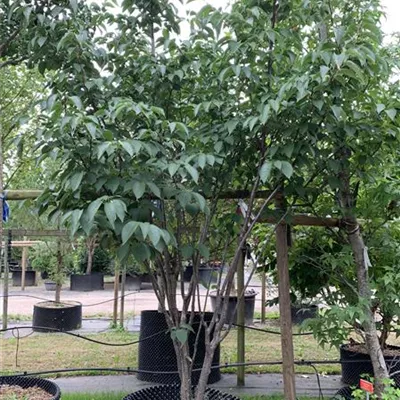 Solitär 25-534 - Scharlachkirsche - Prunus sargentii - Collection
