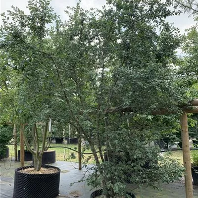 Solitär 300 - 350 25-646 361 - Schlehe,Schwarzdorn - Prunus spinosa - Collection