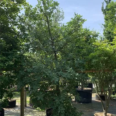 Solitär 225-250 BA23-008 630 - Flaumeiche - Quercus pubescens - Collection