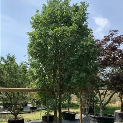 Schirmform 25-244 3950 - Flaumeiche - Quercus pubescens - Collection