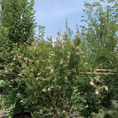 Solitär 225 - 250 25-670 662 - Herbstflieder - Syringa microphylla 'Superba' - Collection