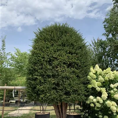 Bienenkorb Nr. HP23-167 5700 - Heimische Eibe - Taxus baccata - Collection