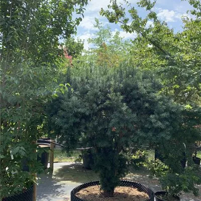 Schirmform MB175-200 309.48 2750 - Fruchtende Bechereibe - Taxus media 'Hicksii' - Collection