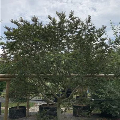 Solitär 225 - 250 25-644 967 - Feldulme - Ulmus minor 'Jacqueline Hillier' - Collection