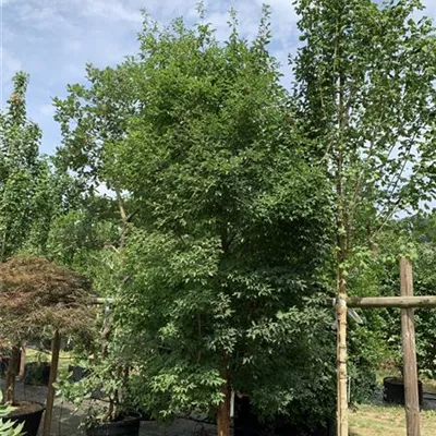 Solitär 100-150 x 250-300 24-B16 1790 - Zimt-Ahorn - Acer griseum - Collection
