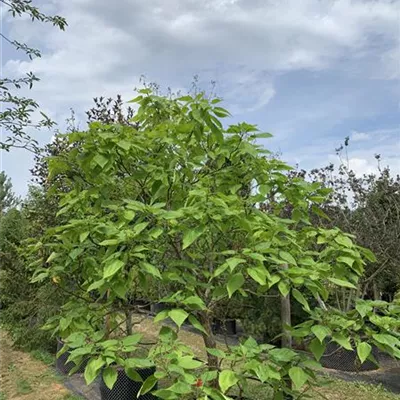 Solitär / EXC 250-300 HP24-258 650 - Trompetenbaum - Catalpa bignonioides - Collection