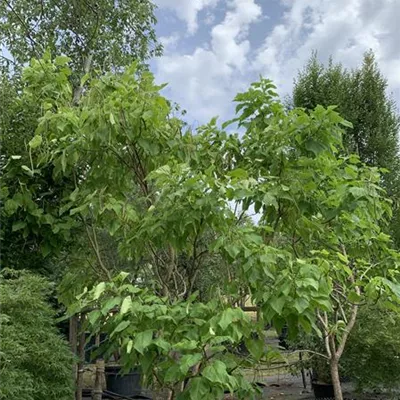 Solitär / EXC 225-250 HP24-261 550 - Trompetenbaum - Catalpa bignonioides - Collection