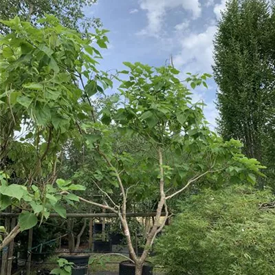 Solitär / EXC 225-250 HP24-264 550 - Trompetenbaum - Catalpa bignonioides - Collection