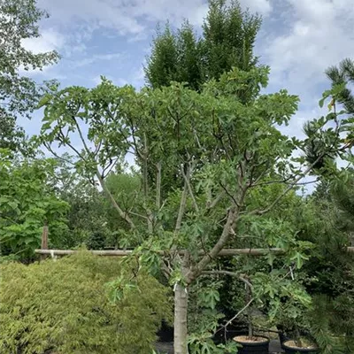 Halbstamm 30-35 24-1336 1395 - Feige - Ficus carica CAC - Collection