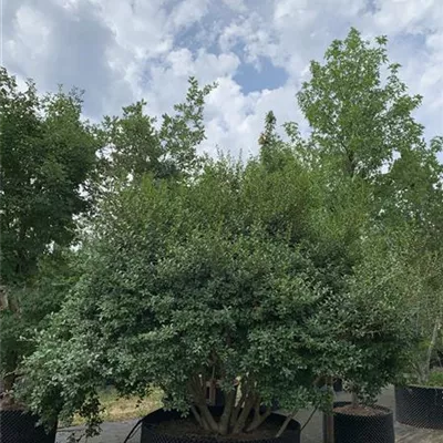 Schirmform 225-250 311.163 WA 4650 - Burkwoods Duftblüte - Osmanthus burkwoodii - Collection