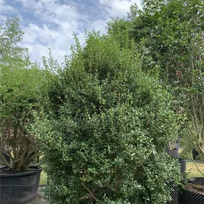 Solitär / EXC 25-541 1100 - Burkwoods Duftblüte - Osmanthus burkwoodii - Collection