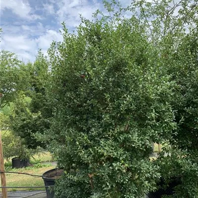 Solitär / EXC 25-539 1100 - Burkwoods Duftblüte - Osmanthus burkwoodii - Collection
