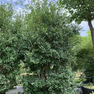 Solitär / EXC 25-538 1100 - Burkwoods Duftblüte - Osmanthus burkwoodii - Collection