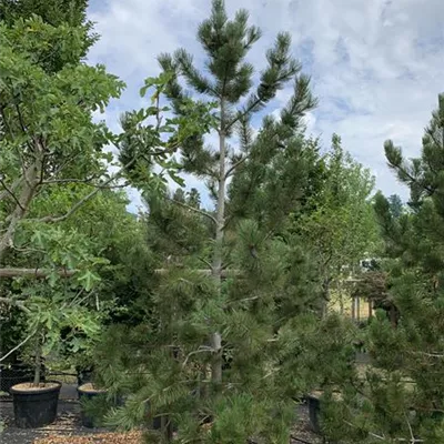 Solitär 300-350 HP24-660 2096 - Schlangenhautkiefer - Pinus heldreichii - Collection