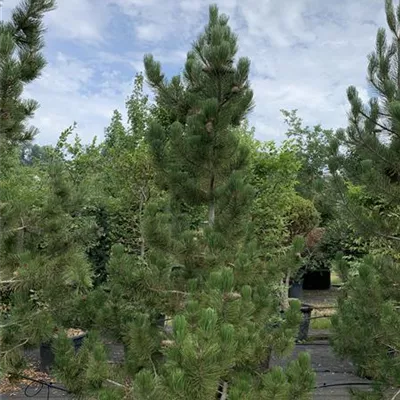 Solitär 250-275 HP24-663 1396 - Schlangenhautkiefer - Pinus heldreichii - Collection