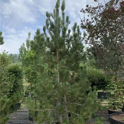 Solitär 250-275 HP24-664 1369 - Schlangenhautkiefer - Pinus heldreichii - Collection