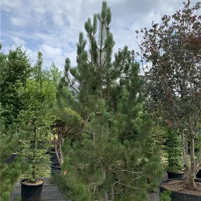 Solitär 250-275 HP24-664 1369 - Schlangenhautkiefer - Pinus heldreichii - Collection