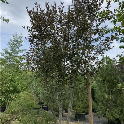 Schirmform 400-450 Nr. HP23-161 2450 - Traubenkirsche 'Colorata' - Prunus padus 'Colorata' - Collection
