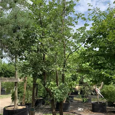 Solitär 25-548 3050 - Flaumeiche - Quercus pubescens - Collection