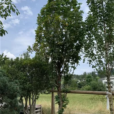 Solitär Nr. HP23-84 2250 - Feldahorn 'Green Column' - Acer campestre 'Green Column' - Collection