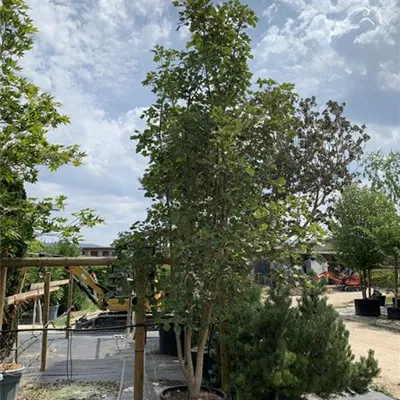 Schirmform 25-557 1350 - Schneeballahorn - Acer opalus - Collection