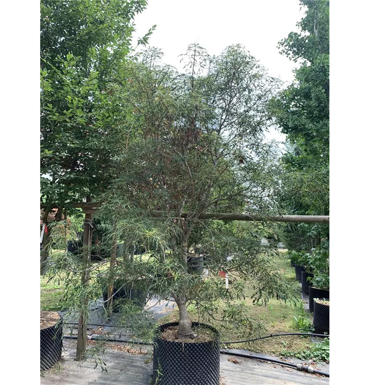 Rosskastanie 'Laciniata' - Aesculus hippocastanum 'Laciniata' - Collection