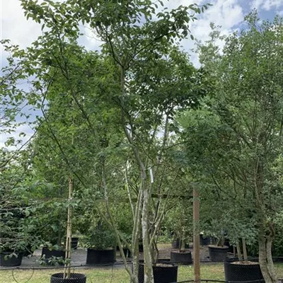 Schirmform 300 - 400 x 300 - 350, Nr. HP22-64A 5500 - Kupfer-Felsenbirne - Amelanchier lamarckii - Collection