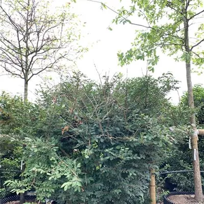 Schirmform 200-250 HP23-16 1950 - Korkflügelstrauch - Euonymus alatus - Collection