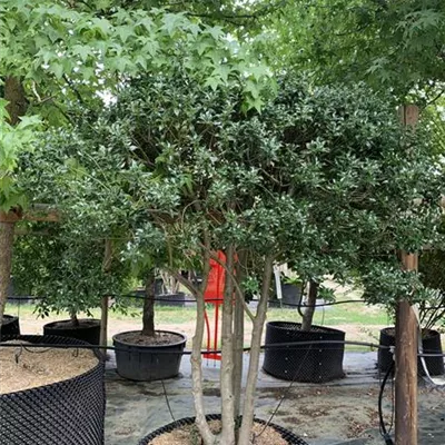 Schirmform 200-225 Nr. HP23-183 1785 - Alaska-Stechpalme - Ilex aquif.'Alaska' - Collection