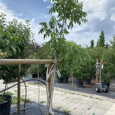 Halbstamm 25-573 395 - Echte Walnuss - Juglans regia - Collection