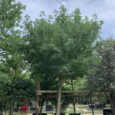 Dachform Nr. 23/24-7E 3750 - Amerikanischer Amberbaum - Liquidambar styraciflua - Collection