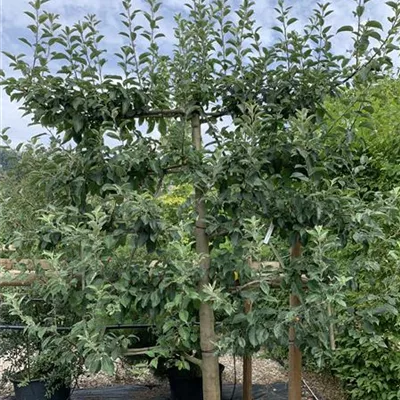 Spalier 23/24-11BA 1020 - Apfel 'Gravensteiner' mittel - Malus 'Gravensteiner' CAC - Collection