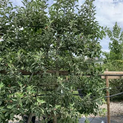 Spalierform 160 x 200, Nr. HP22-30D 970 - Apfel 'Jonagold' mittel - Malus 'Jonagold' CAC - Collection
