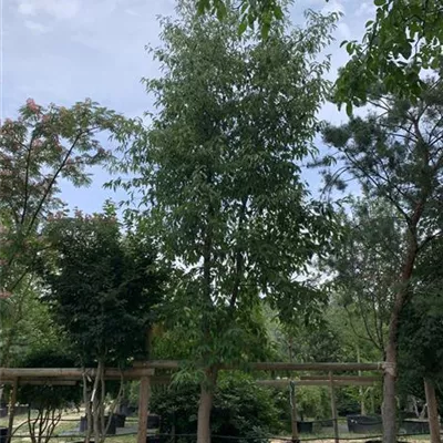 Solitär 600-650 24-1246 4530 - Wald-Tupelobaum - Nyssa sylvatica - Collection