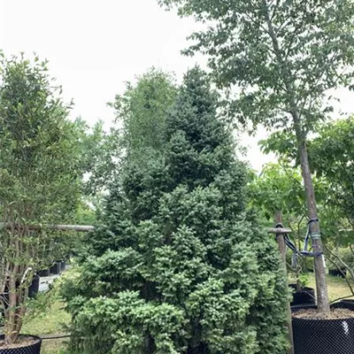 Solitär 275-300 HP24-643 3300 - Serbische Kegelfichte - Picea omorika 'Nana' - Collection