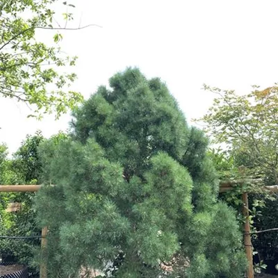 Solitär 225-250 HP24-688 2165 - Kugel-Kiefer 'Globosa Viridis' - Pinus sylvestris 'Globosa Viridis' - Collection