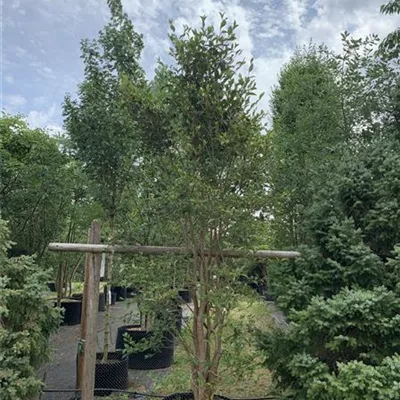 Solitär 300-350 HP24-573 914 - Jap.Storaxbaum 'June Snow' - Styrax japonicus 'June Snow' - Collection